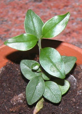 chionantus1.jpg