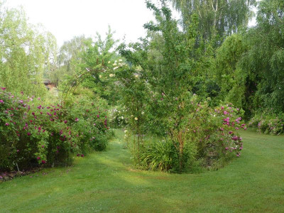 2021_0619RosenRitterspornJuni0089.JPG