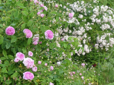 2021_0619RosenRitterspornJuni0256.JPG