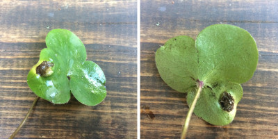 hepatica-n-blatt.jpg
