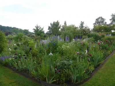 2021_0619RosenRitterspornJuni0260.jpg