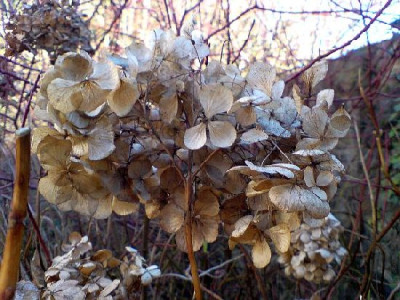 schwarzrheindorfer_kirche2_hortensie.jpg
