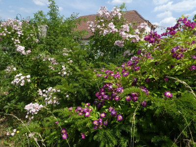 Am Gartenzaun 210619 k.jpg