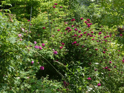 Rosen satt.jpg