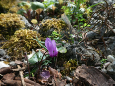 Cylcamen purpurascens MGP 2210619 k.jpg