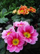 Primula_-Primel-1.JPG