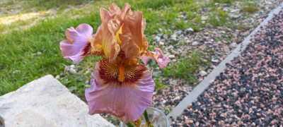 20210620_070853.jpg