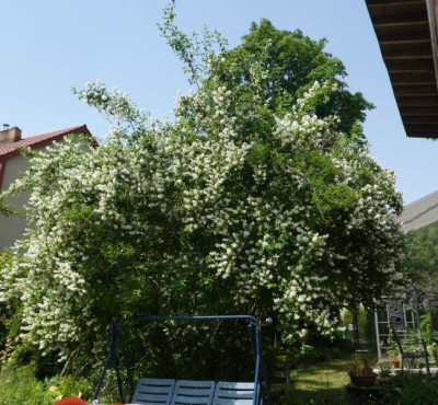 Philadelphus 210620 k.jpg