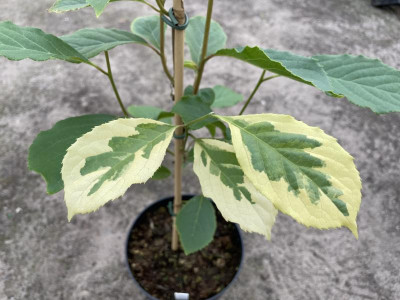 Pterostyrax corymbosa bont blad 2021.JPG