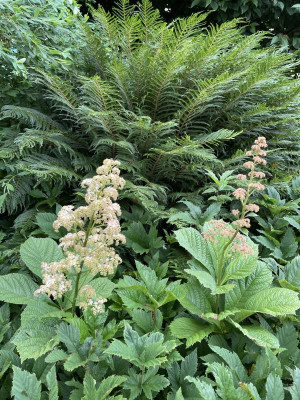 Rodgersia aesculifolia Juni 2021.JPG