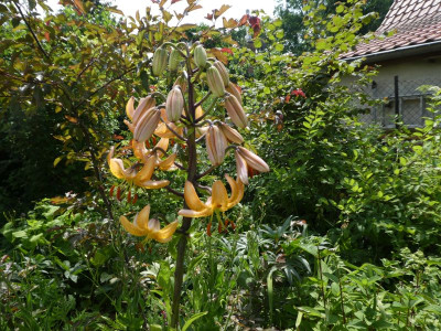 Lilium hansonii hybr 210620k.jpg