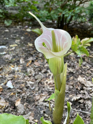 Arisaema candidissimum Juni 2021.JPG