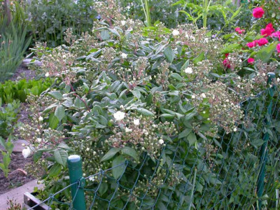Waterloo_Knospen_2006.jpg