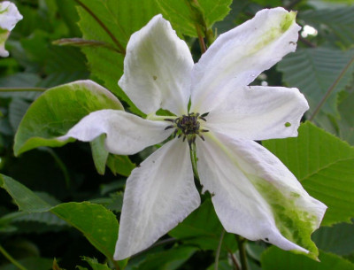 Clematis_Alba_Luxurians_.jpg