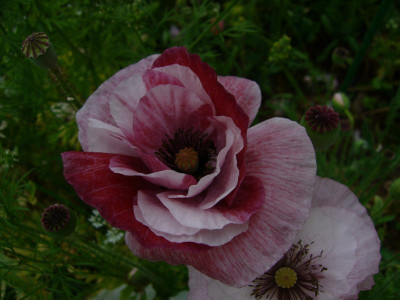 P1050716.JPG