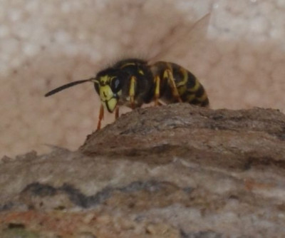 Wespe.1-21-4.jpg