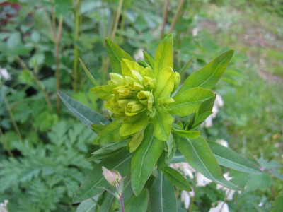 Teichlaterne 1.JPG