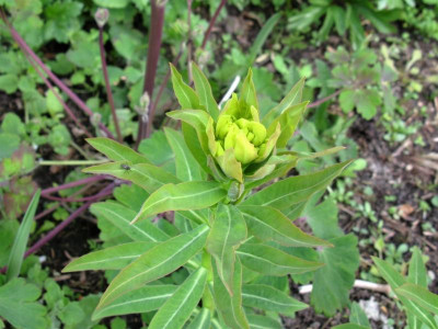 Euphorbia villosa Eskuche 1.JPG
