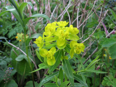 Euphorbia villosa Eskuche (3).JPG