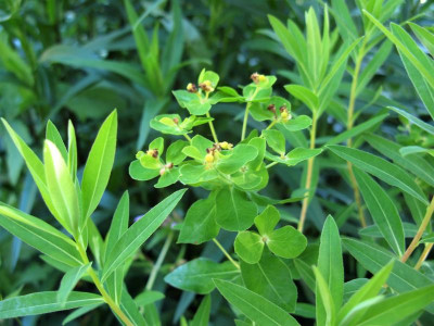 Euphorbia villosa eskuche.JPG