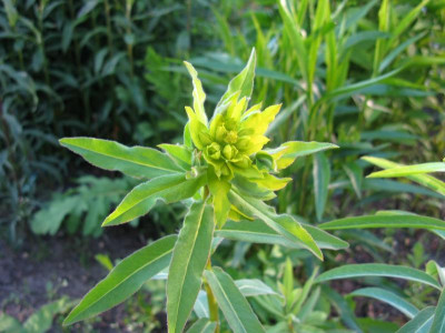 Euphorbia soongarica 2.JPG