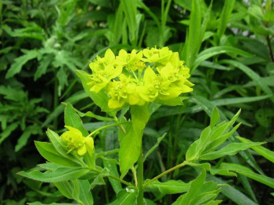 Euphorbia soongarica 4.JPG