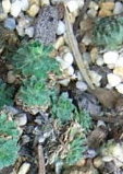 Xerophyten1.JPG