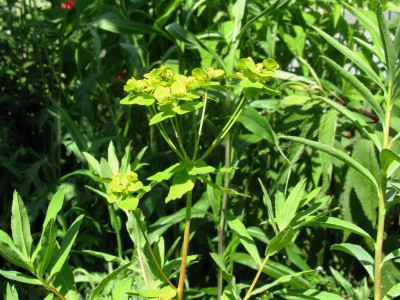 Euphorbia soongarica 7 (2).JPG