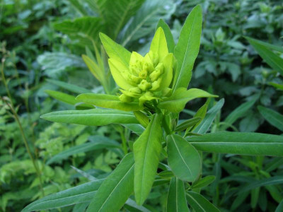 Euphorbia unbekannt 2.JPG