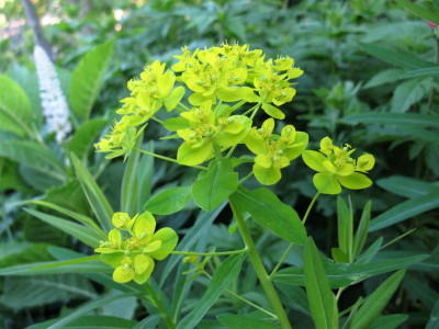 Euphorbia unbekannt 6.JPG