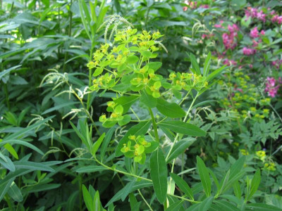 Euphorbia unbekannt 7.JPG