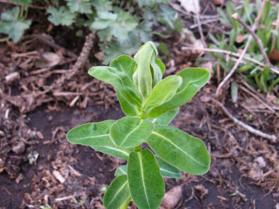 Euphorbia unsicher 1.JPG
