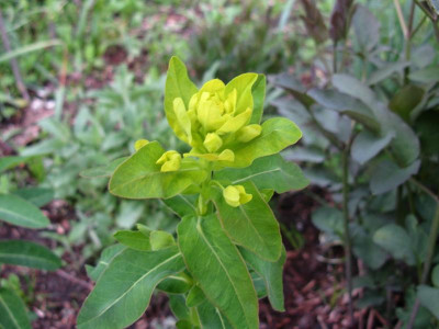 Euphorbia unsicher 2.JPG