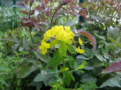 Euphorbia unsicher 4.JPG