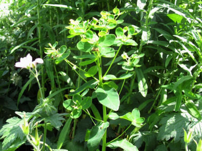Euphorbia unsicher 5.JPG
