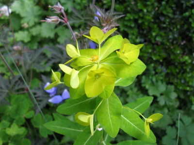 Euphorbia wallichii 1.JPG