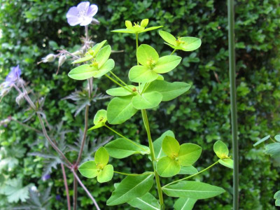 Euphorbia wallichii 5.JPG
