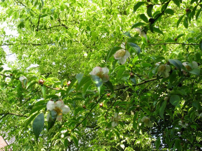 Steweartia monadelpha.JPG