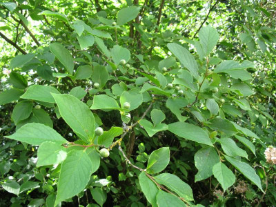 Stewartia pseudocamellia.JPG