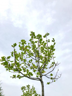 91AEBB2D-D80A-4CCD-81B3-CABF28A86F76.jpeg