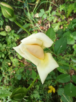 IMG_20210620_114953.jpg