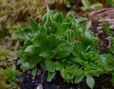 Primula integrifolia 1.jpg