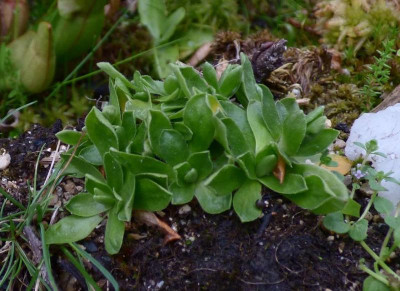 Primula integrifolia 2.jpg