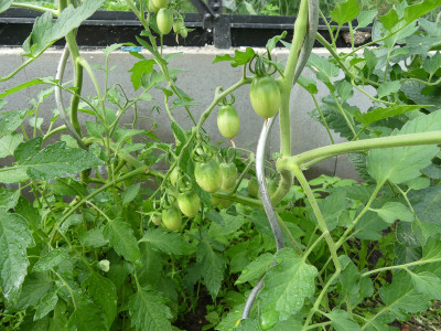 2021-06-20 Tomaten 1.jpg