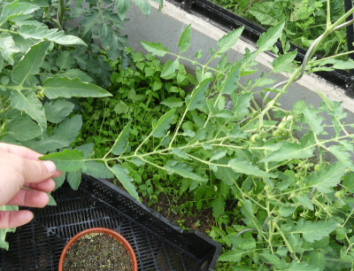 2021-06-20 Tomaten 2.jpg