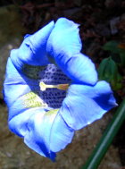 Gentiana-leuchtfee-2_-Enzian-.JPG