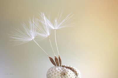 Pusteblume.png