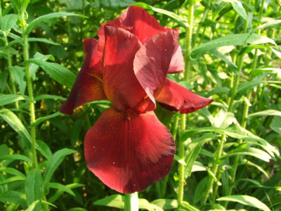 2021_0320JuniIrisRosen0086.JPG