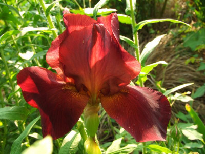 2021_0320JuniIrisRosen0088.JPG
