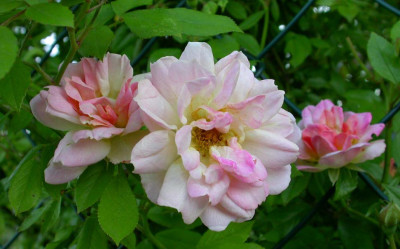 Rose_Phyllis_Bide_2006.jpg